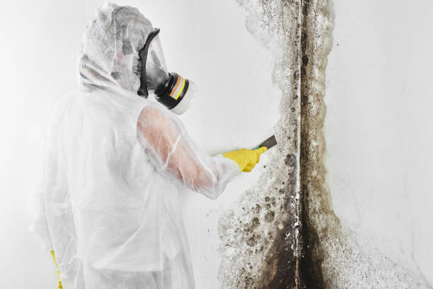 Best Mold Testing  in Manchester, VA