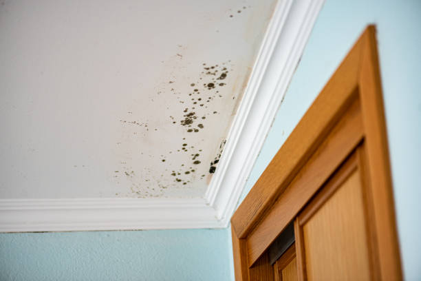 Best Mold Remediation  in Manchester, VA