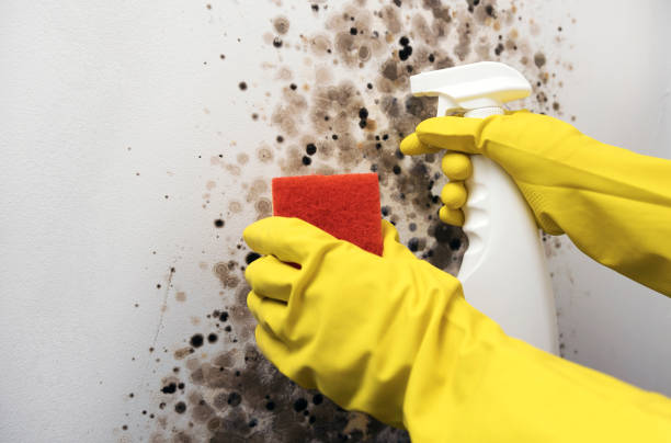 Best Office Mold Removal Services  in Manchester, VA