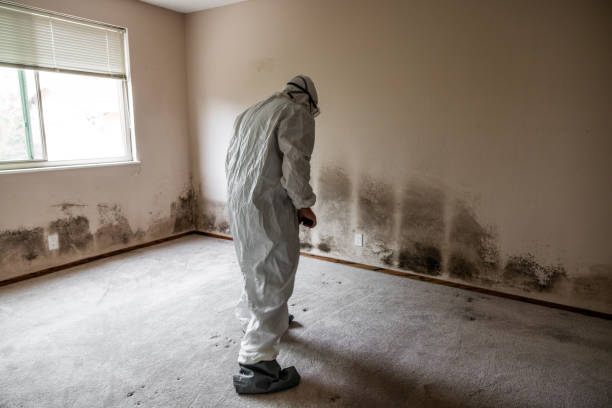 Best Professional Mold Removal  in Manchester, VA