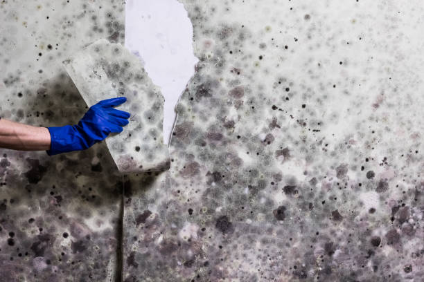 Best Toxic Mold Removal  in Manchester, VA