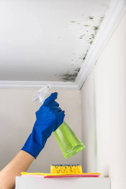 Best Mold Removal Near Me  in Manchester, VA